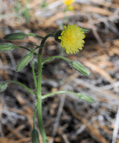 Hieracium fendleri, photograph 6