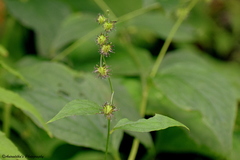 Hackelia uncinata