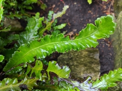 Asplenium scolopendrium