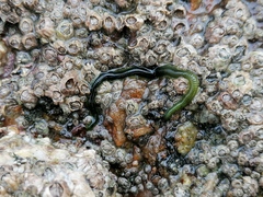 Eulalia clavigera