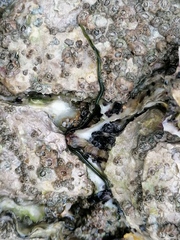 Eulalia clavigera