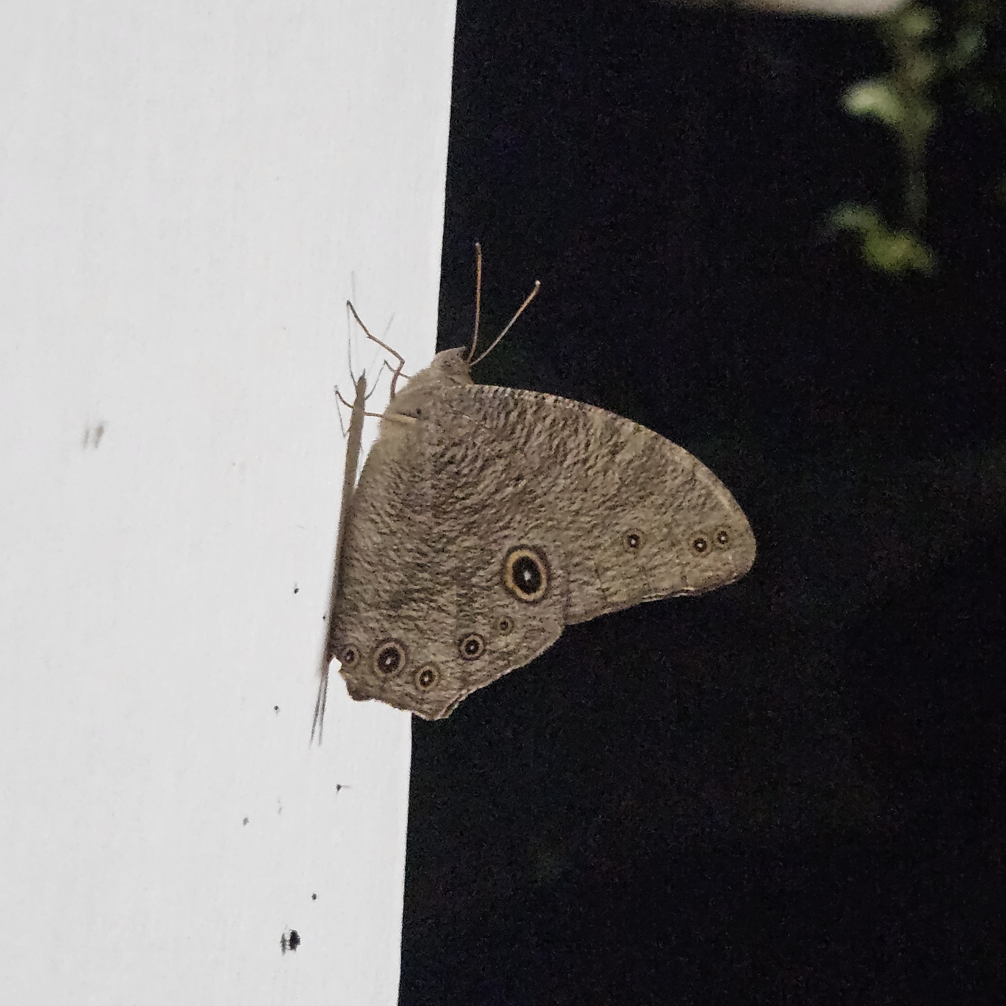 Common Evening Brown