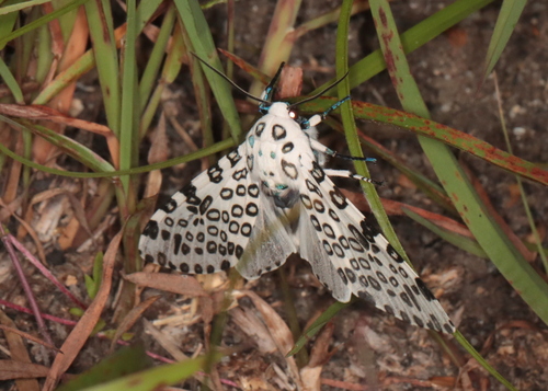 Giant leopard moth