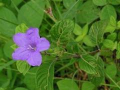 Ruellia lactea