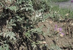 Psephellus hymenolepis