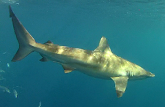 Carcharhinus brachyurus