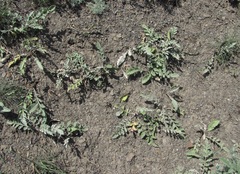 Psephellus hymenolepis