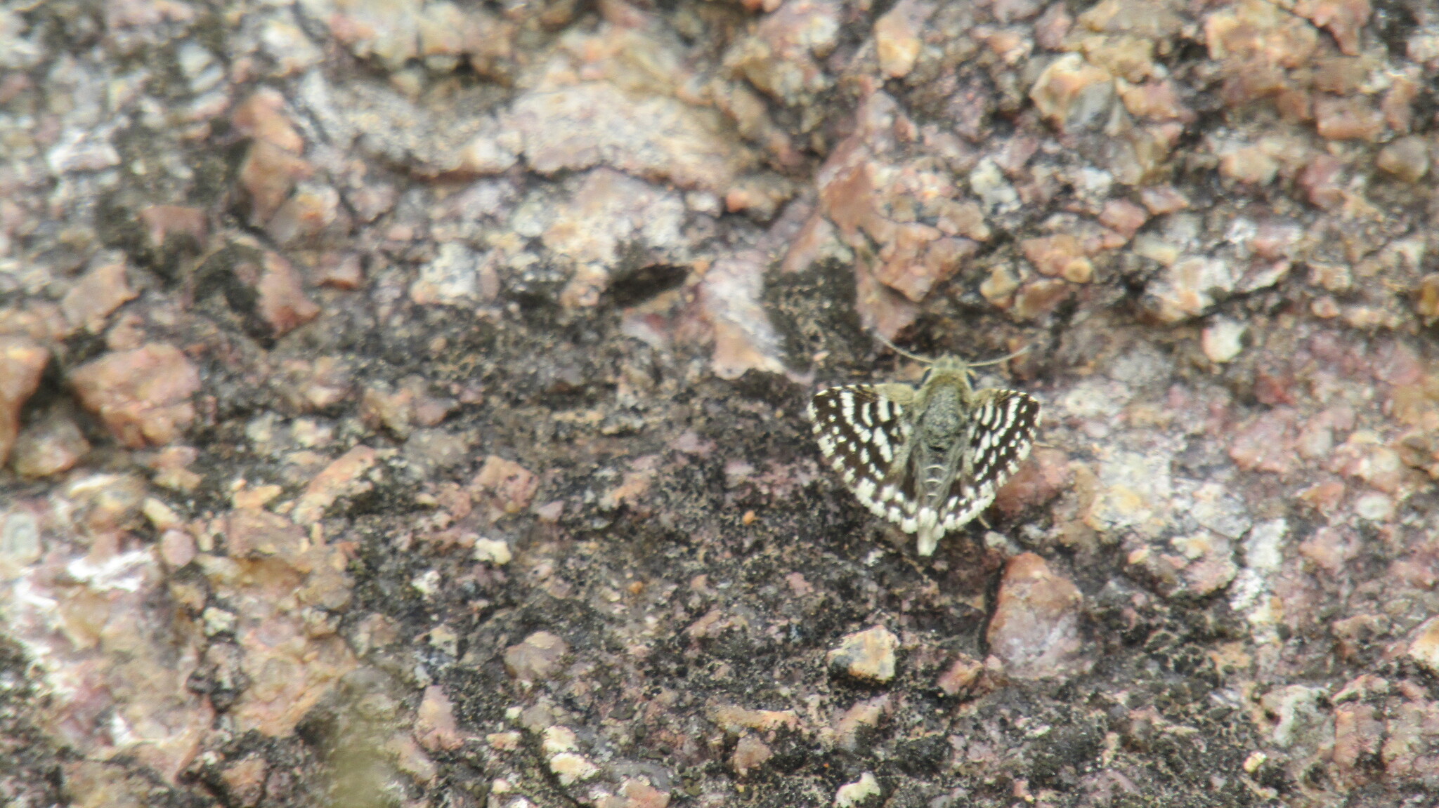 Asian Grizzled Skipper