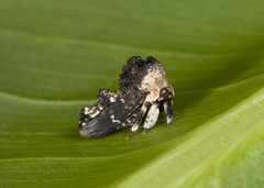 Notocera bituberculata