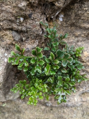 Asplenium ruta-muraria