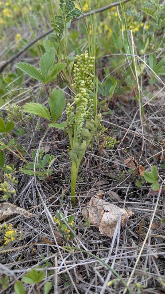 Spathulate botrychium (Botrychium spathulatum)