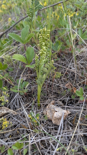 Spathulate botrychium (Botrychium spathulatum)