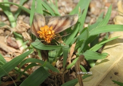 Eulithosia plesioglauca