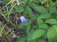 Canavalia ensiformis