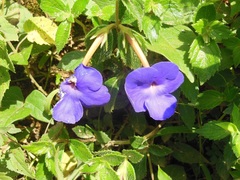 Achimenes longiflora