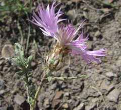 Psephellus hymenolepis