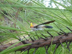 Cerogenes auricoma