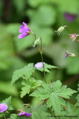 Geranium wallichianum