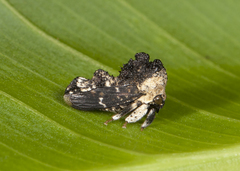 Notocera bituberculata