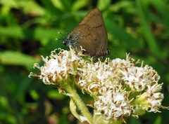 Parrhasius polibetes