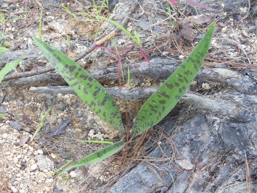 Agave pubescens