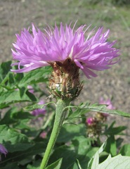 Psephellus daghestanicus