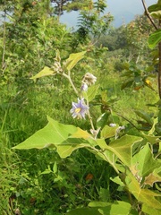 Solanum erianthum