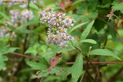 Aster albescens