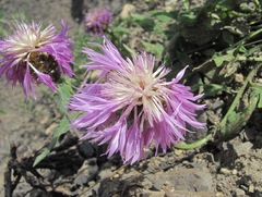 Psephellus daghestanicus