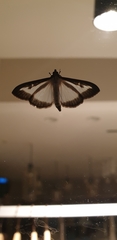 Cydalima perspectalis
