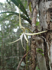 Jumellea stenophylla image