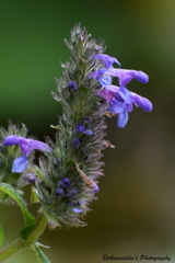 Nepeta laevigata