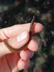 Nerophis lumbriciformis