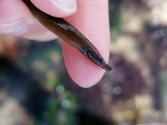 Nerophis lumbriciformis