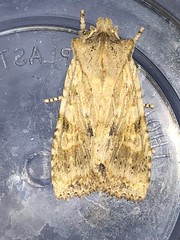 Lithophane patefacta