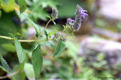 Nepeta laevigata