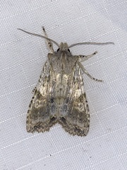 Lithophane patefacta