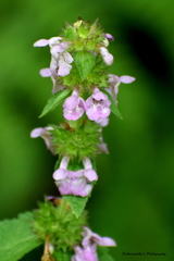 Stachys melissifolia