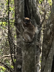 Lepilemur hubbardorum