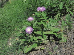 Psephellus daghestanicus