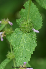 Stachys melissifolia