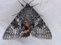 Catocala semirelicta