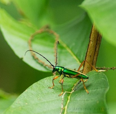 Chromalizus afer