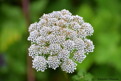 Selinum vaginatum
