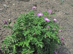 Psephellus daghestanicus