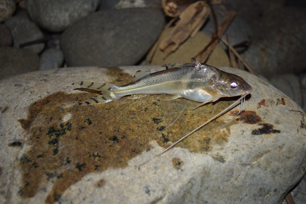 Pictus catfish (Pimelodus pictus) — Pimelodidae