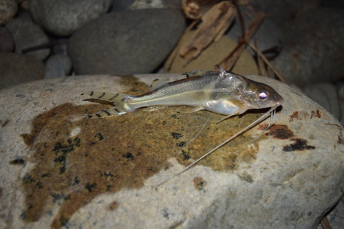 Pictus catfish (Pimelodus pictus) — Pimelodidae