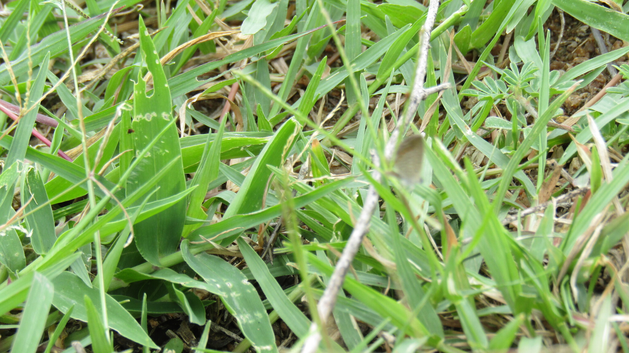 Black-Spotted Grass Jewel