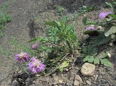 Psephellus daghestanicus