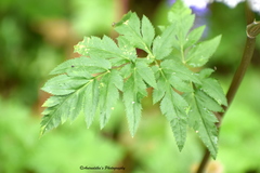 Selinum vaginatum